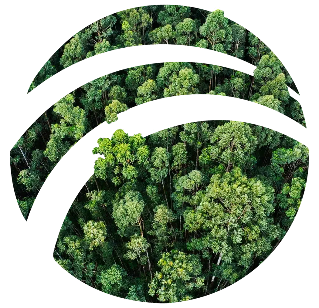 Imagem de um floresta indicando o compromisso ambiental da Fábrica de Embalagens Plásticas Plasmundo